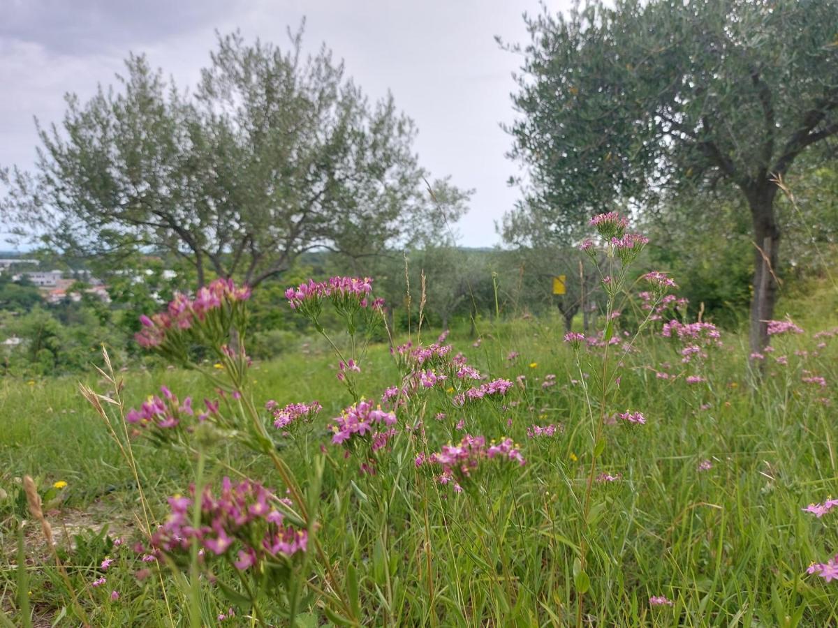 Hortensia Бує Екстер'єр фото