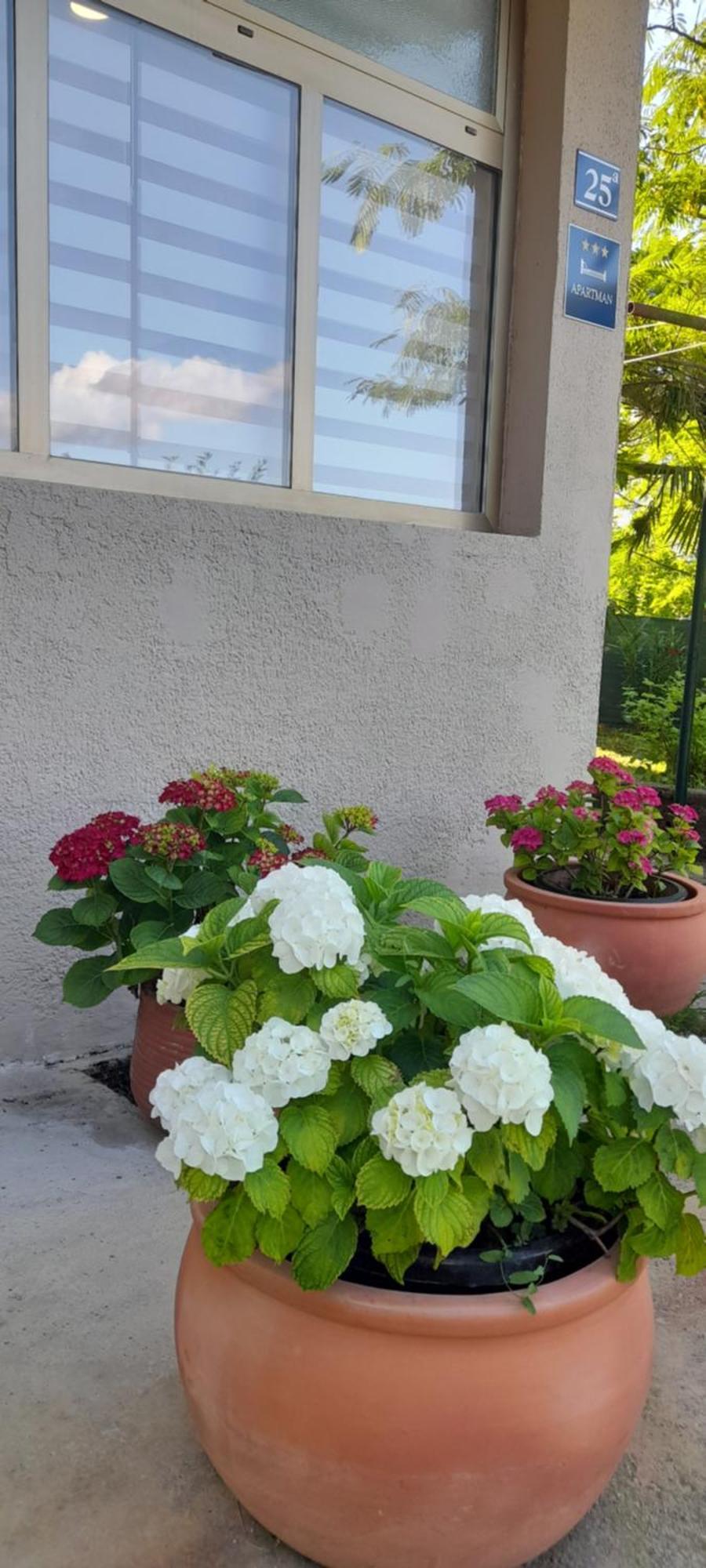 Hortensia Бує Екстер'єр фото
